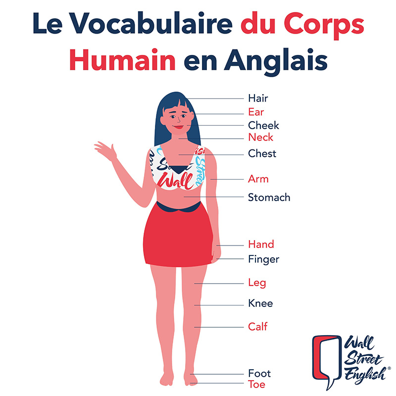 Vocabulaire du corps humain en anglais