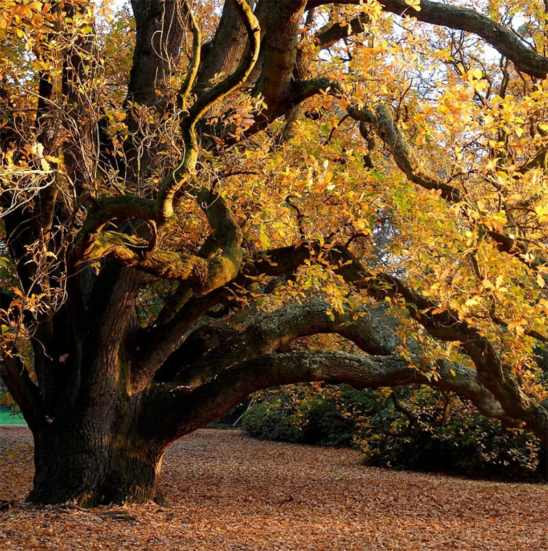 ROYAL BOTANIC GARDENS