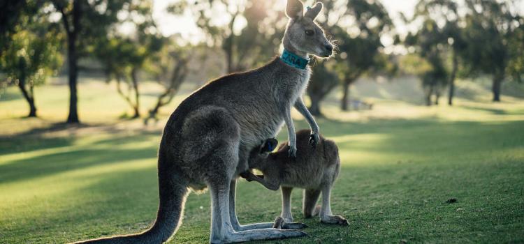 kangourou et bébé kangourou australie - source pixabay